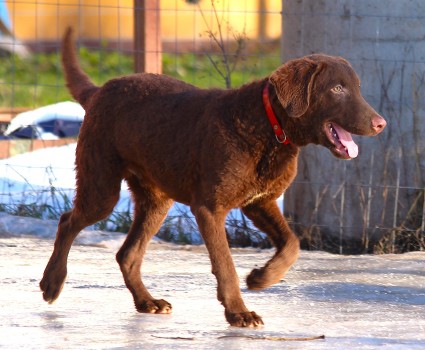 Остался один щенок чесапик-бей-ретривер Клиффорд